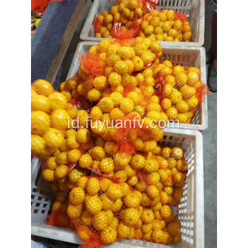 Jeruk mandarin bayi dari Nanfeng